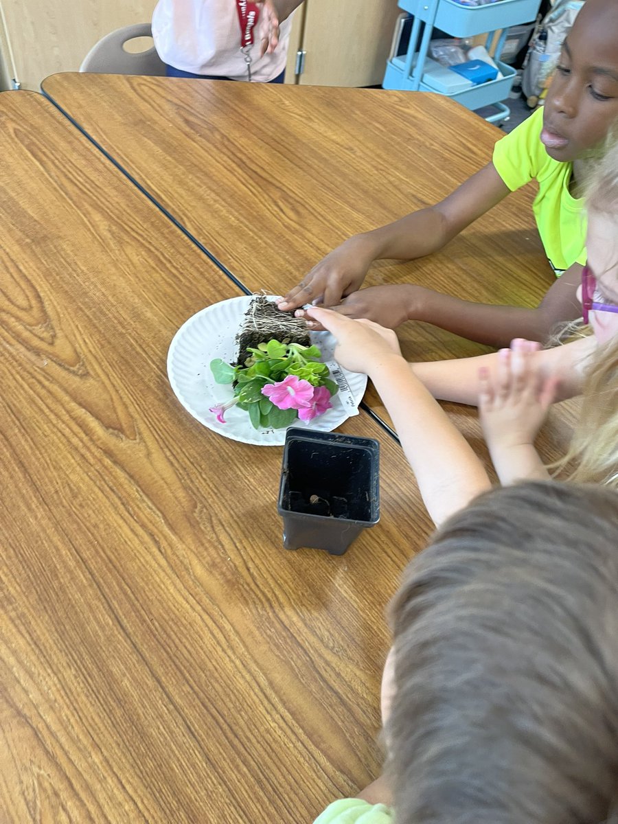 Today we explored plant structures by looking at real plants! 🪴 #bengalpride #kinderfam