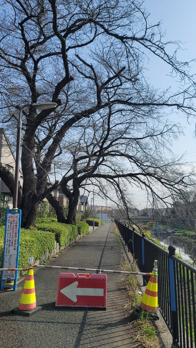 yamasayy's tweet photo. ポスティングのとこの桜🌸
今年も来ましたよここに。

咲き始め、ですかね😊

まだ工事中のため通れない区間があります https://t.co/DTAqAucJ4V
