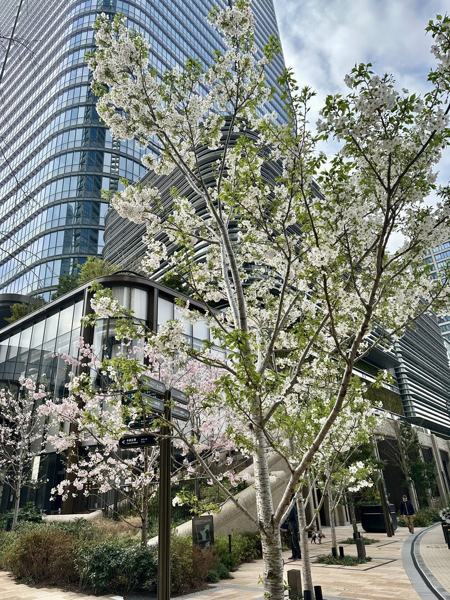 hiroki_tyunn's tweet photo. 麻布台ヒルズには街のあちこちに桜が植えられていて、長い期間楽しめる植栽計画になっているのですが、森ＪＰタワー横が咲き始めました。この場所は、オオシマザクラとジンダイアケボノ。樹名板も設置されているので、種類もわかり、植物のことを少しずつ知ることができて楽しいなと。 https://t.co/WwjOTk54I0