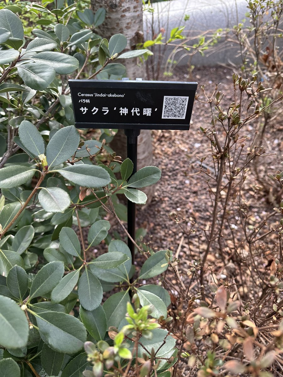 hiroki_tyunn's tweet photo. 麻布台ヒルズには街のあちこちに桜が植えられていて、長い期間楽しめる植栽計画になっているのですが、森ＪＰタワー横が咲き始めました。この場所は、オオシマザクラとジンダイアケボノ。樹名板も設置されているので、種類もわかり、植物のことを少しずつ知ることができて楽しいなと。 https://t.co/WwjOTk54I0