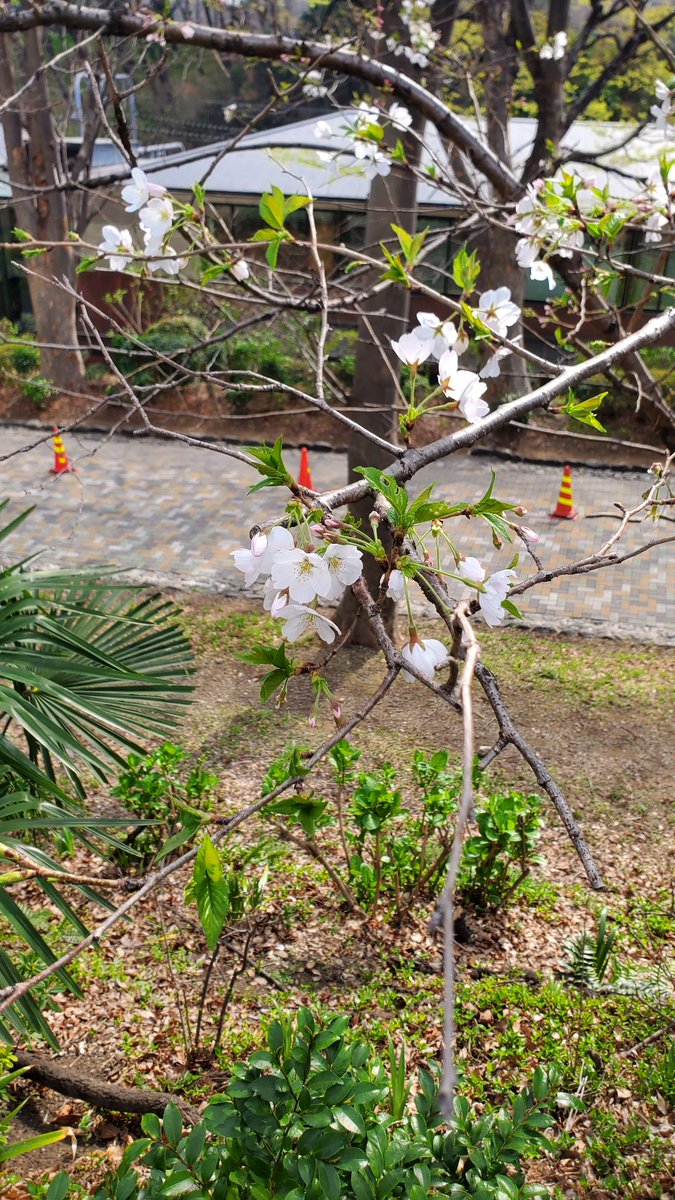 griffons_garden's tweet photo. 外濠公園、ソメイヨシノがいい感じ! https://t.co/MtNeQlP3hF