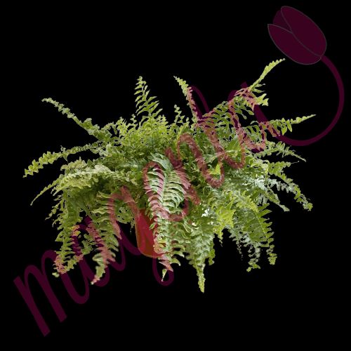 Selección de Plantas de Interior de tamaño chico a elegir.
magenta.style/plantas/sansev…