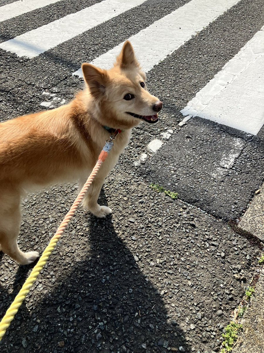 chikusakana's tweet photo. 目の前を知らない鳥がサッと横切って、犬ちゃんと「今、鳥いたね！」と顔を見合わせる瞬間プライスレス https://t.co/C9uHBOxk2f