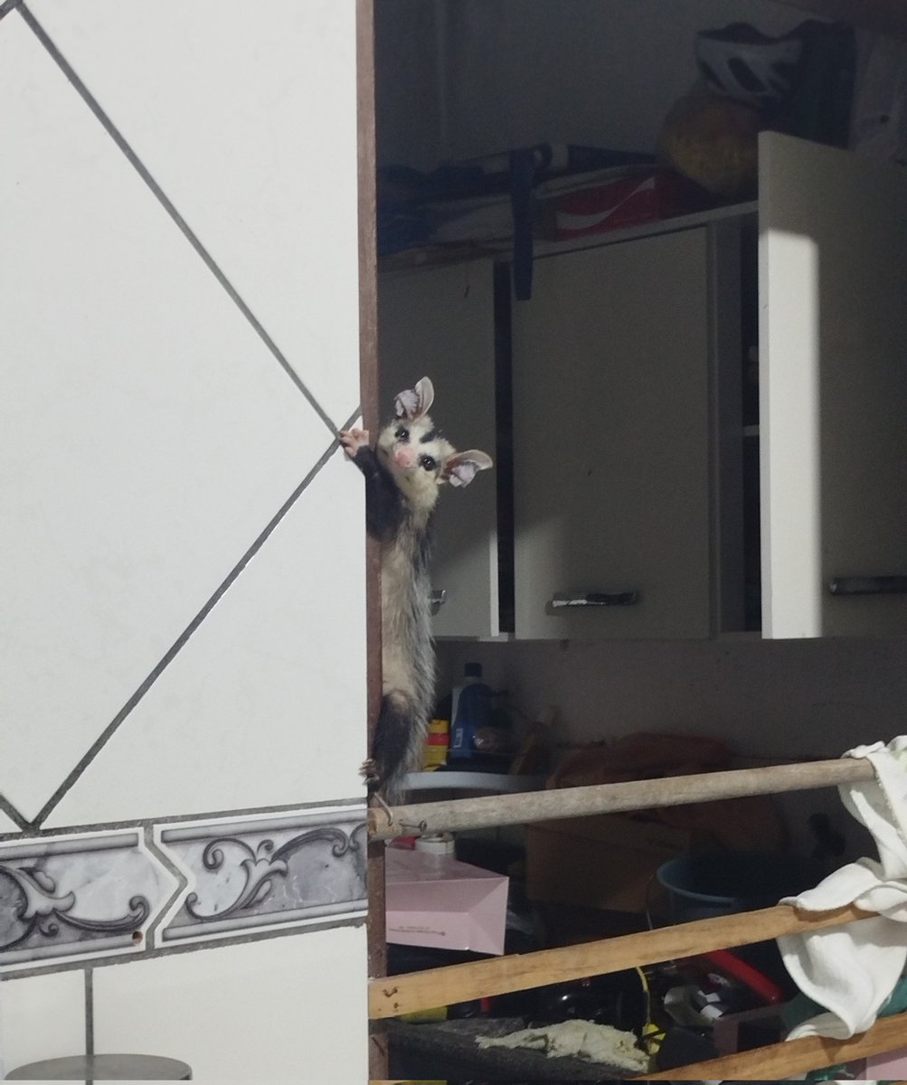 mocaatr's tweet image. gente um sariguê invadiu minha casa