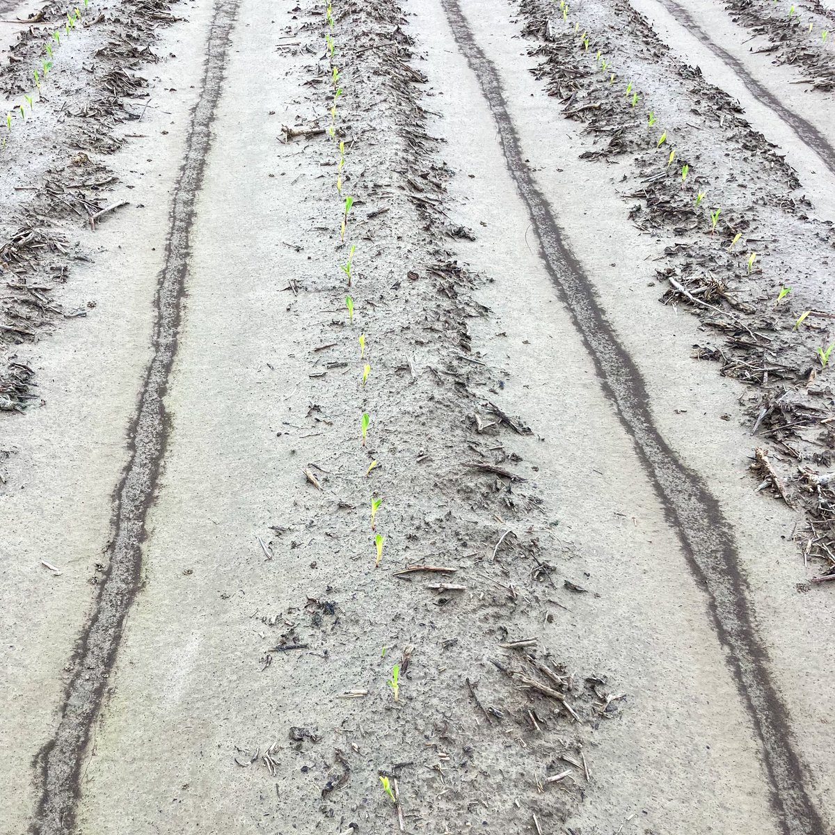 Erick Larson tweet media