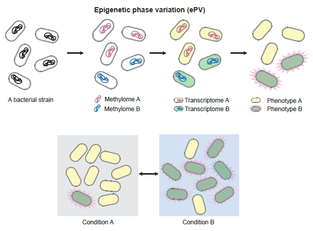 gangfang_1's tweet image. Thrilled to share our new preprint: Epigenetic phase variation in the gut microbiome enhances bacterial adaptation 🔎a hidden layer shaping our gut microbiome.
A 5+ Year journey by @Fannimi2001 👏 and team @fanyu48696214 @MagdalenaKsi, incredible collaboration with labs of…