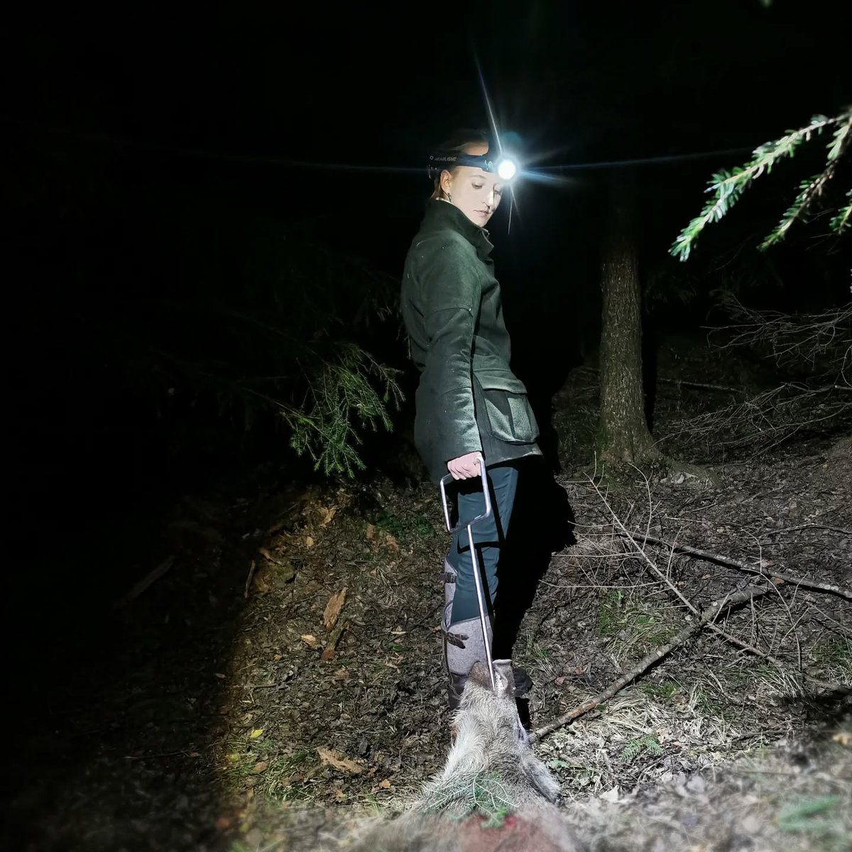 Night tracking is no joke—steep ground, thick brush, and total darkness. That’s when good light matters. Been relying on my Ledlenser headlamp to get the job done. See for yourself: ledlenserusa.com/collections/he…
#HuntingGear #NightTracking