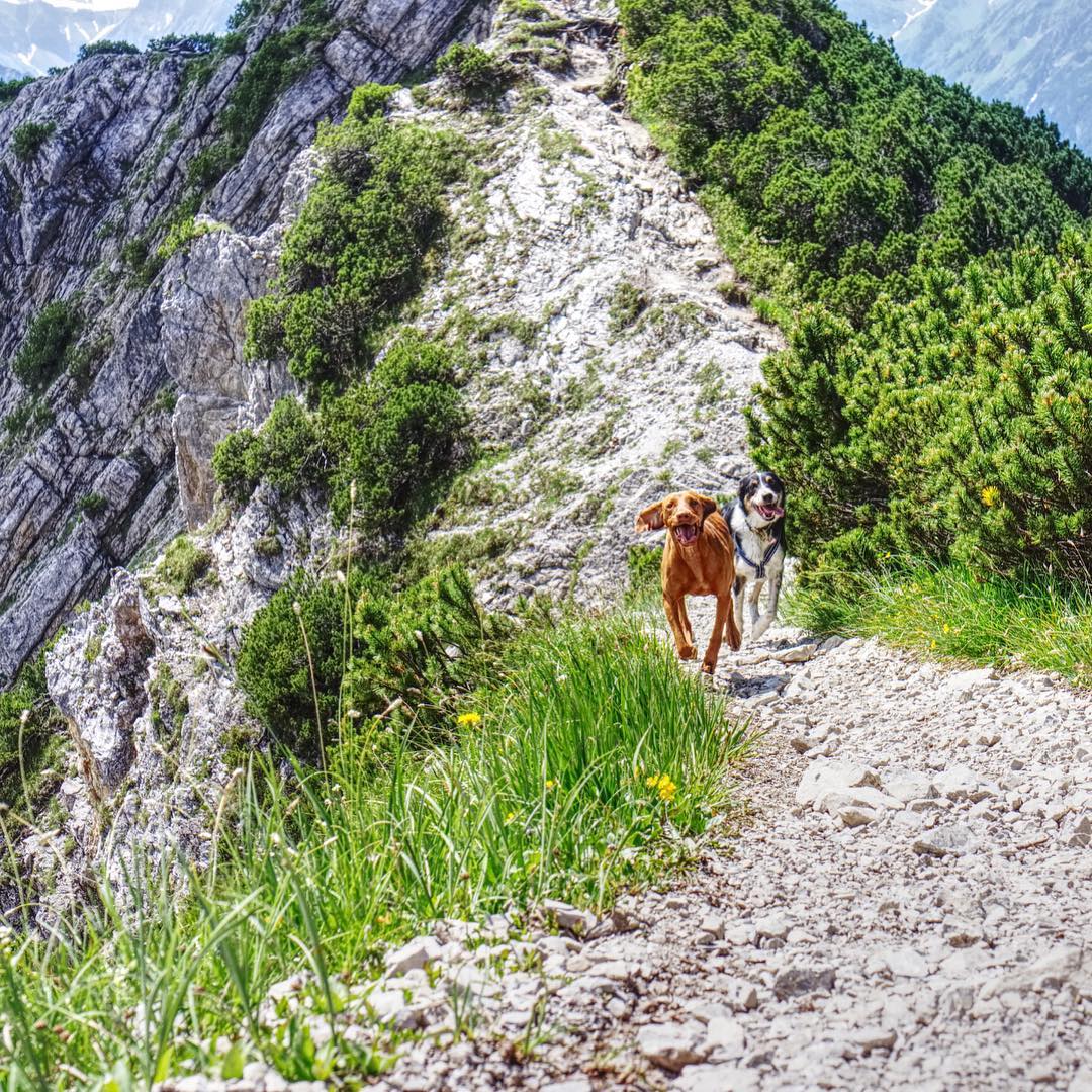 QuestOfTheWild's tweet photo. We’re coooooming! This shot was from an epic mountain hike—these two were absolute legends the whole way up. #MountainHike #NatureLovers #AdventureAwaits #EpicViews #TrailTales #HikingAdventures #OutdoorFun https://t.co/GGJZGnzJid