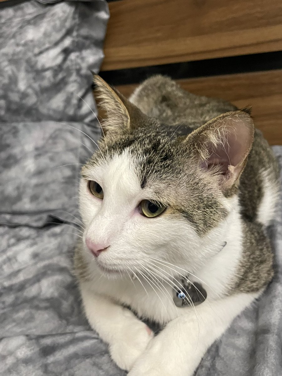 Bullish on $MEowgic!  
$ME