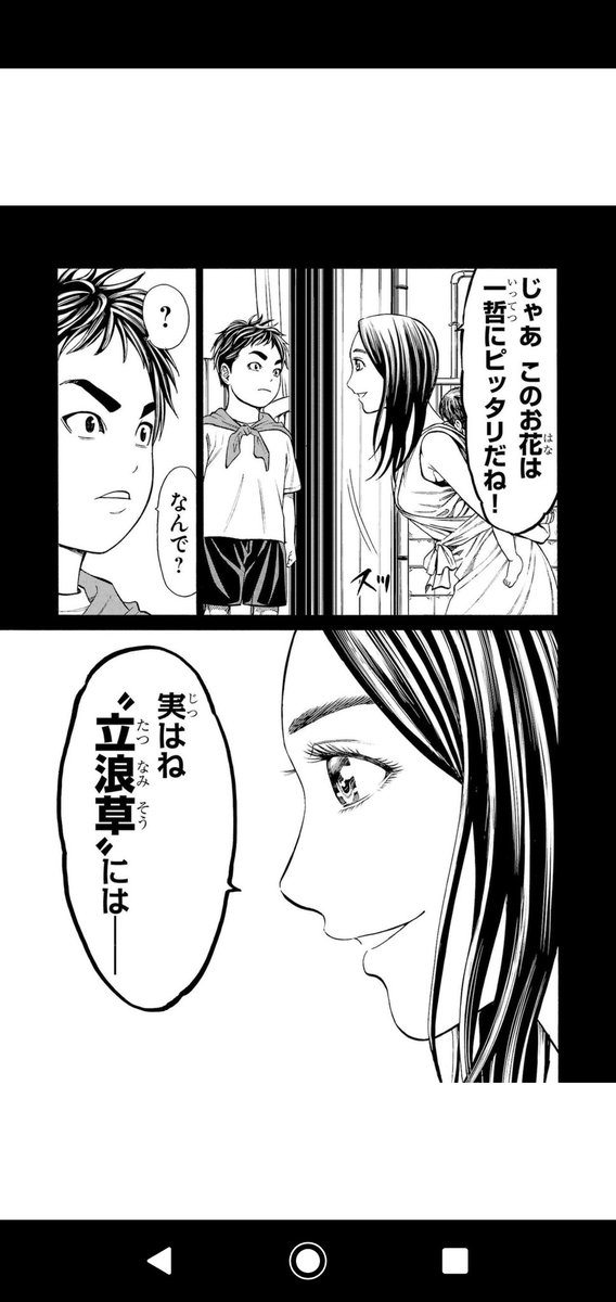 LINEマンガ読み漁ってたときに不意打ち来て声出たね、学がないから知らなかったけど立浪草って実在するんですね 