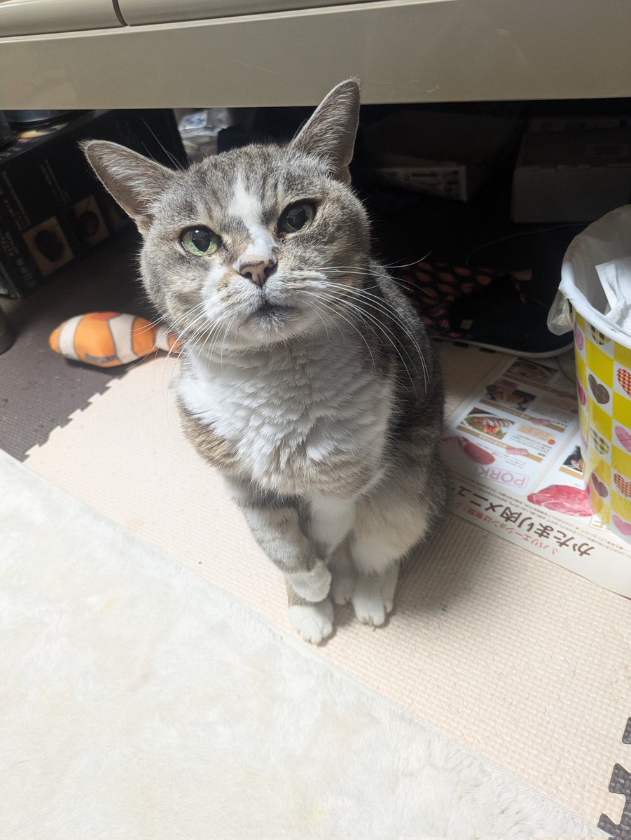 ebiyanX's tweet photo. おばあにゃんがんばったけど、召されました。
享年24年と11ヶ月
妻よりも長く一緒に居たね。
兄弟姉妹と仲良くね。
ミィの一族、本当に良い日々でした。
#高齢猫 https://t.co/VnIaFpQEkT
