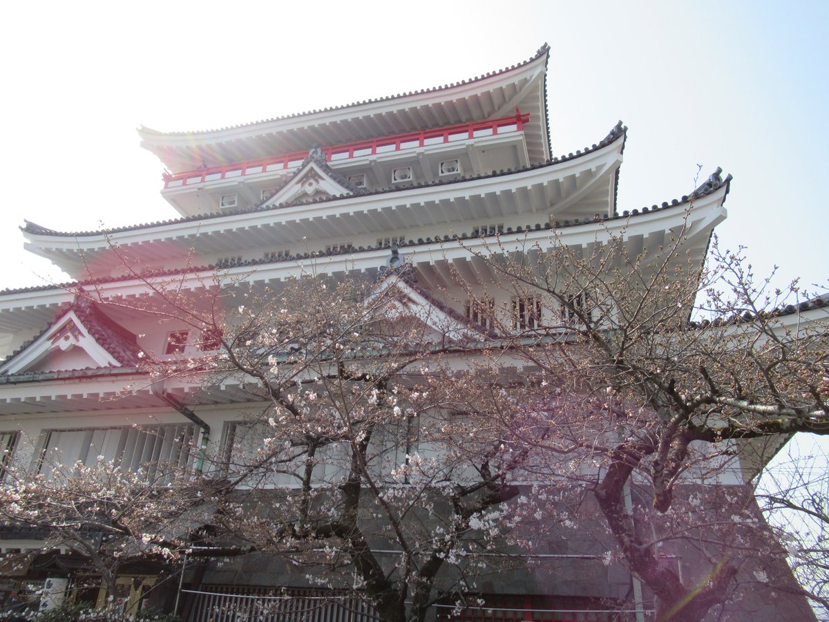 AtamiCastle's tweet image. 熱海城さくら開花状況です。本日お城の前は1分咲き、庭園はまだ開花しておりません。この先1週間ほどで満開を迎えると思われます。ワシントン桜も咲き始めました。 #熱海城 #熱海 #開花 #桜 #さくら #ソメイヨシノ #Atami #sakura #Atamicastle
