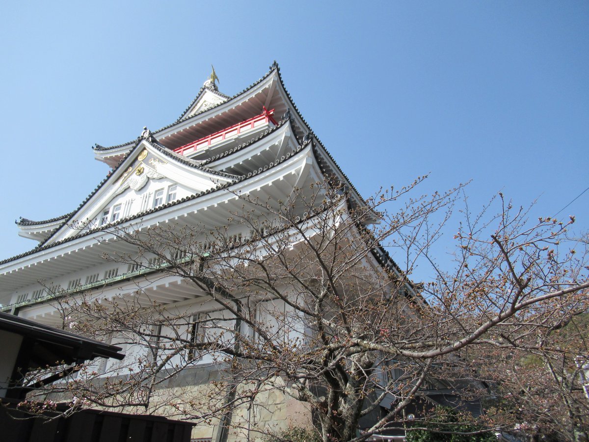 AtamiCastle's tweet image. 熱海城さくら開花状況です。本日お城の前は1分咲き、庭園はまだ開花しておりません。この先1週間ほどで満開を迎えると思われます。ワシントン桜も咲き始めました。 #熱海城 #熱海 #開花 #桜 #さくら #ソメイヨシノ #Atami #sakura #Atamicastle