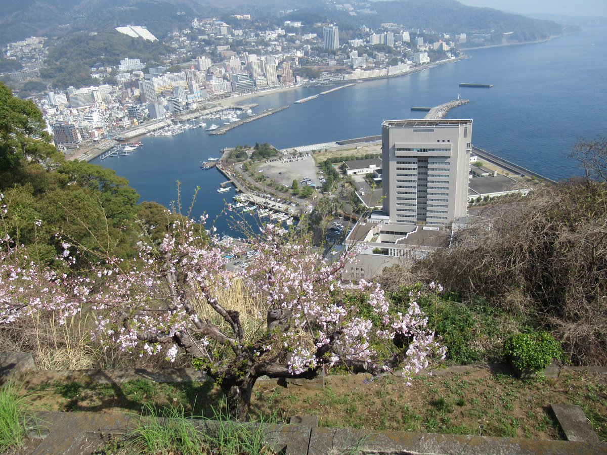 AtamiCastle's tweet image. 熱海城さくら開花状況です。本日お城の前は1分咲き、庭園はまだ開花しておりません。この先1週間ほどで満開を迎えると思われます。ワシントン桜も咲き始めました。 #熱海城 #熱海 #開花 #桜 #さくら #ソメイヨシノ #Atami #sakura #Atamicastle