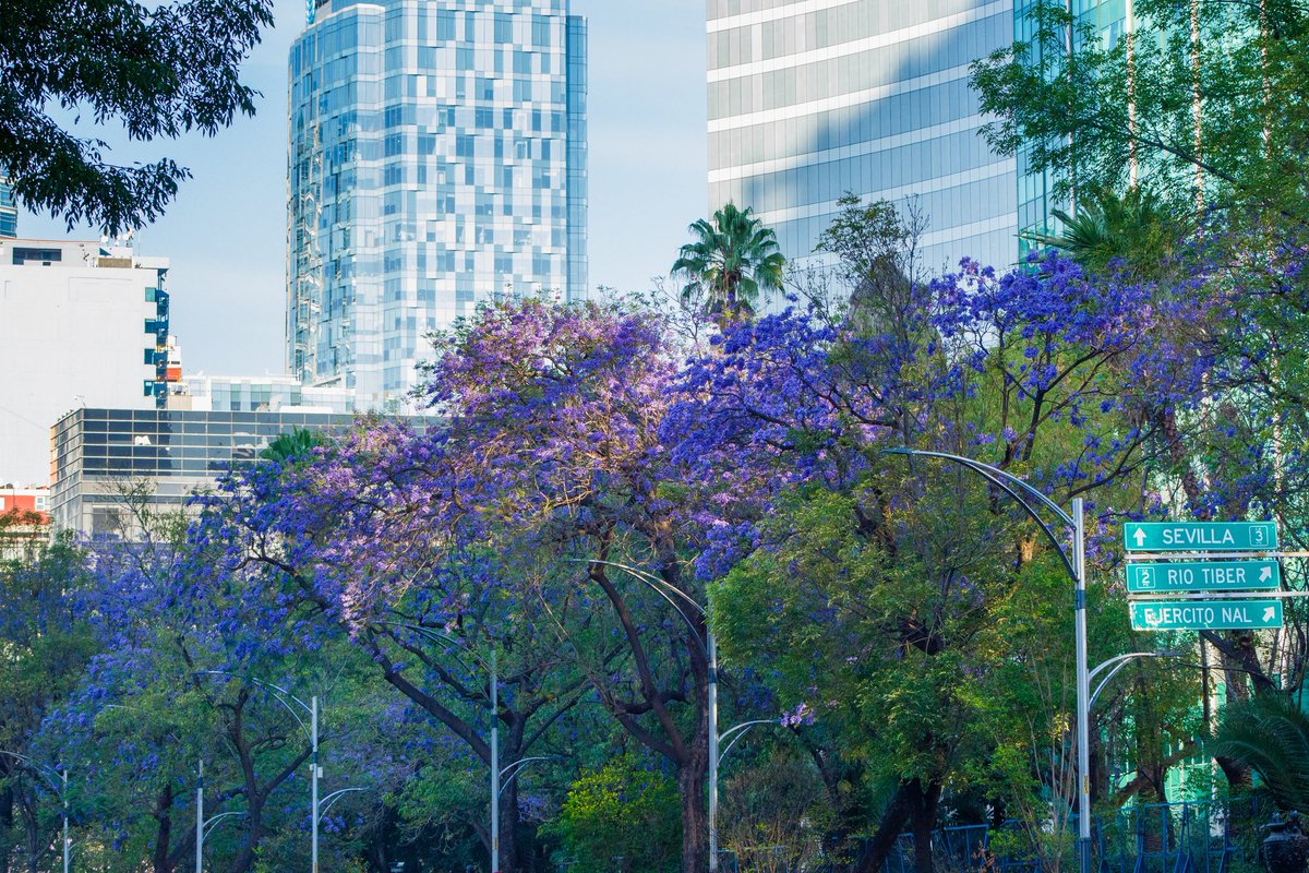 joaquinFVM's tweet photo. #JacarandaAzteca https://t.co/weAto2xe5h