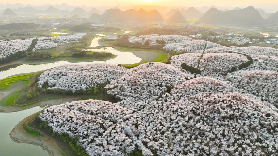 XHNews's tweet photo. About 10,000 mu (666.67 hectares) of cherry trees in Gui'an New Area of southwest China's Guizhou Province have recently been in full bloom, attracting many tourists to come and enjoy the spring time. https://t.co/fsAHwBz2Vl https://t.co/PbUz0vZ6xj