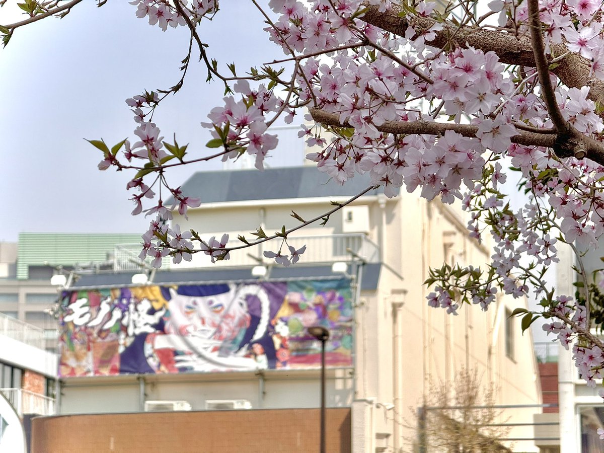 Twin_engine_EN's tweet photo. Spring is here! Look at these pretty cherry blossoms near our office. 🌸 https://t.co/k2CyZL51ms