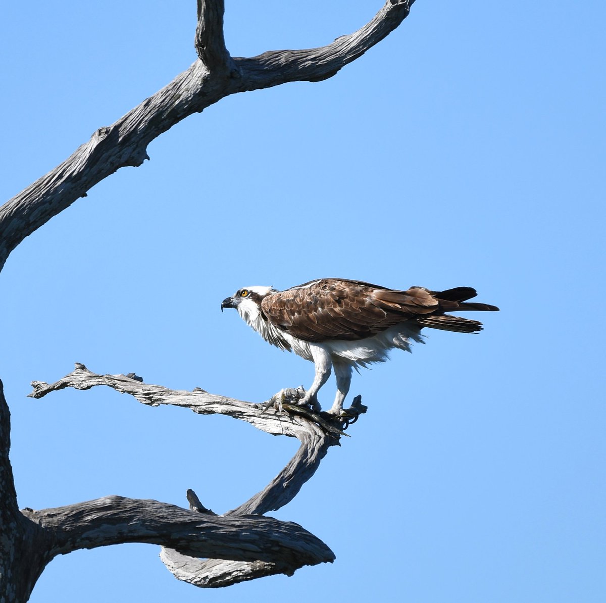 My favorite sign of spring. 🪶