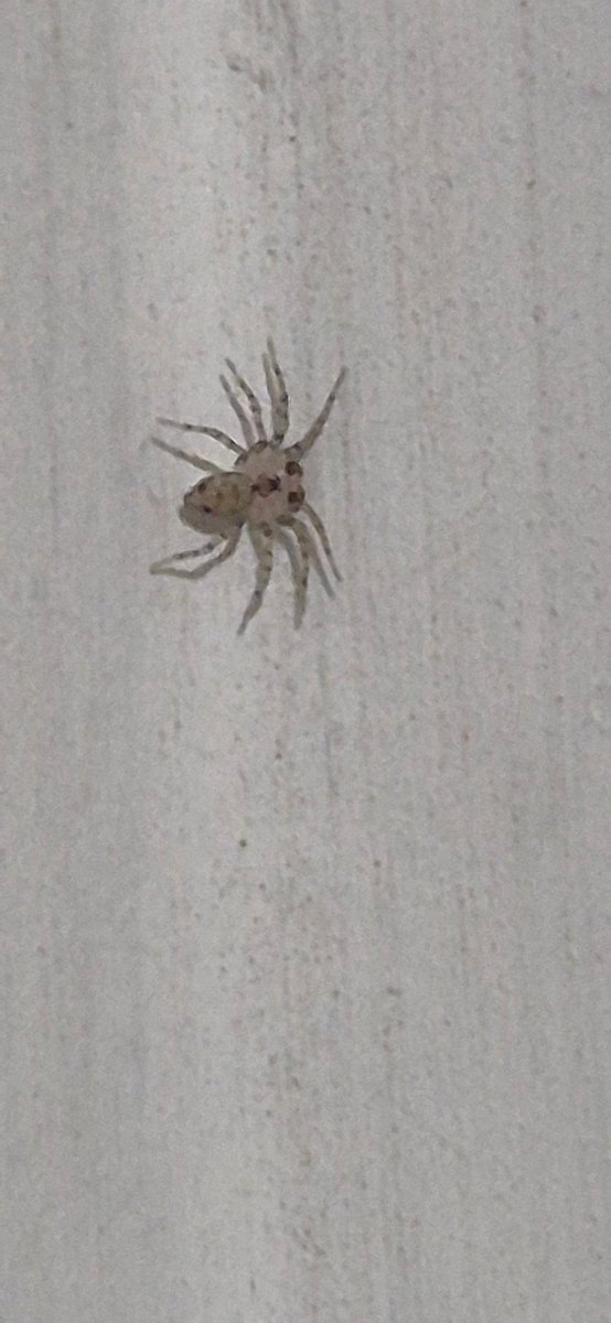 orb3q's tweet photo. @Michelotto8legs essa é filhote de que ??
Deve ter uns 0,3cm https://t.co/bDBye9zsEN