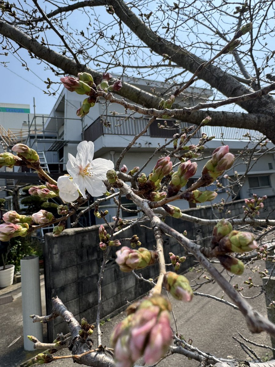 1ponMen's tweet photo. 別格20ヶ寺4巡目、お四国88ヶ寺5巡目、無事に結願いたしました。帰宅すると庭の桜が咲き始めたのを確認🌸 https://t.co/4kDHgRKKLs