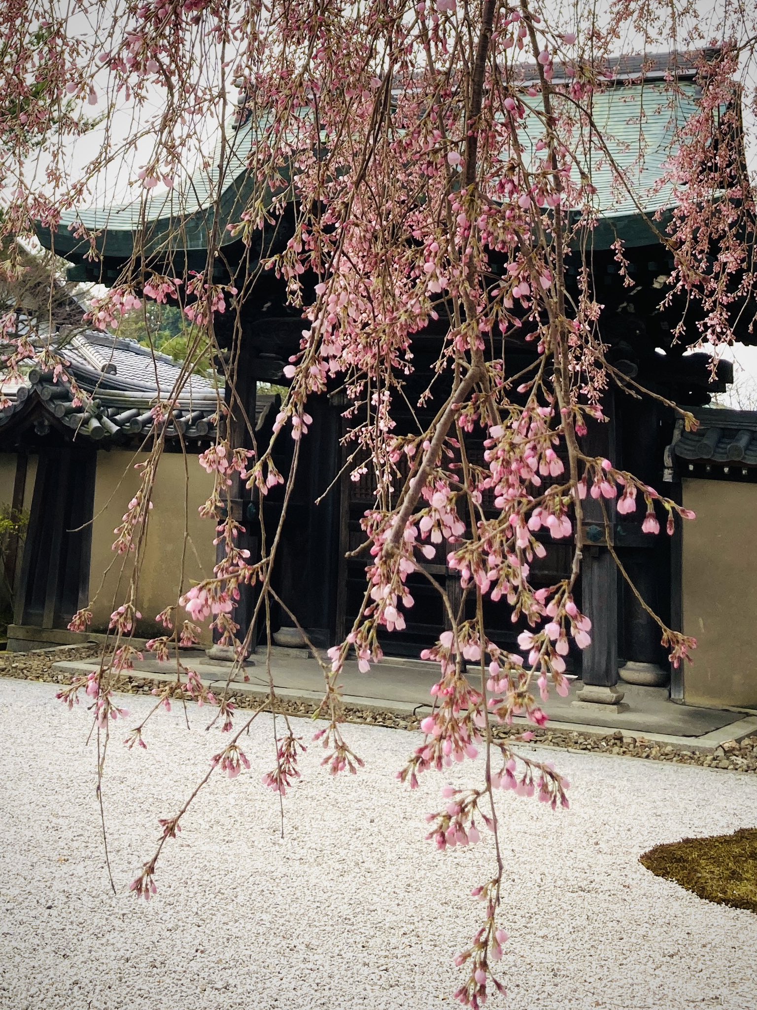 鷲峰山 高台寺 on X: 