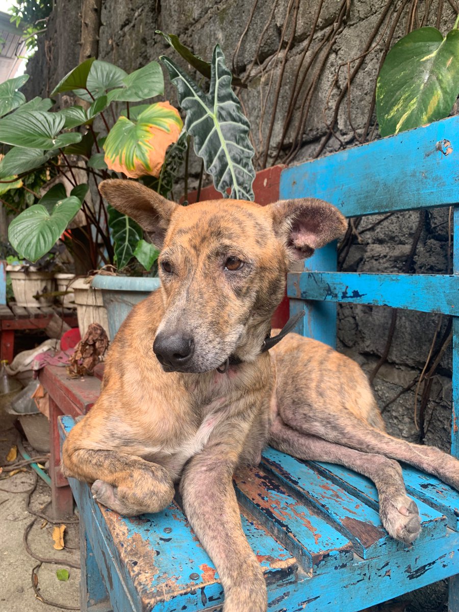 AmazingAloha13's tweet photo. This is Tiger, our rescued baby dog. She had the same name and color as the dog that was brutally and helplessly stabbed to death at Subic Market. May justice be served for Tiger. Run free, baby dog. :( #StopAnimalCruelty https://t.co/P7ygVaXFbq