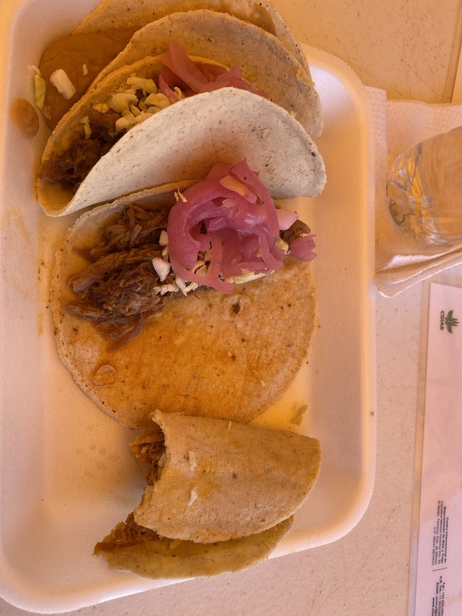Lunch with Mexican farmers in Obregon Sonora tortillas with ⁦<a href="/CIMMYT/">CIMMYT</a>⁩ Wheat