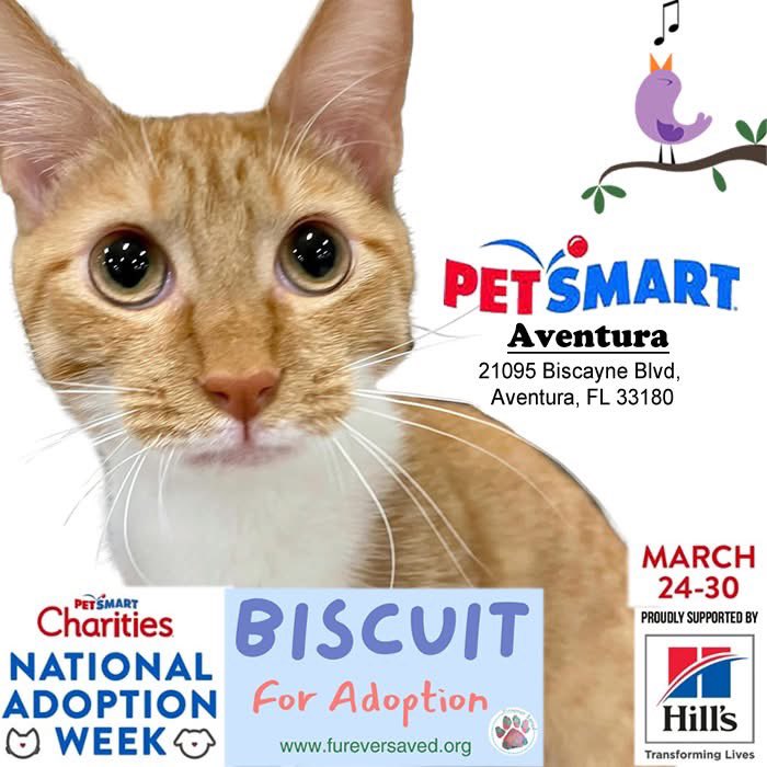 FureverSaved's tweet photo. It’s officially @PetSmart @PetSmartChariTs National Adoption Week! 😺 Biscuit, adorable orange white kitten ready for adoption! Pet Smart Aventura🏠
https://t.co/lOEFUVje4N…
#Petfinder 👉 https://t.co/sKttCn4ErS
#fureversaved #nonprofit #donate #volunteer #foster #soflo #miami https://t.co/07yXV5EFOJ