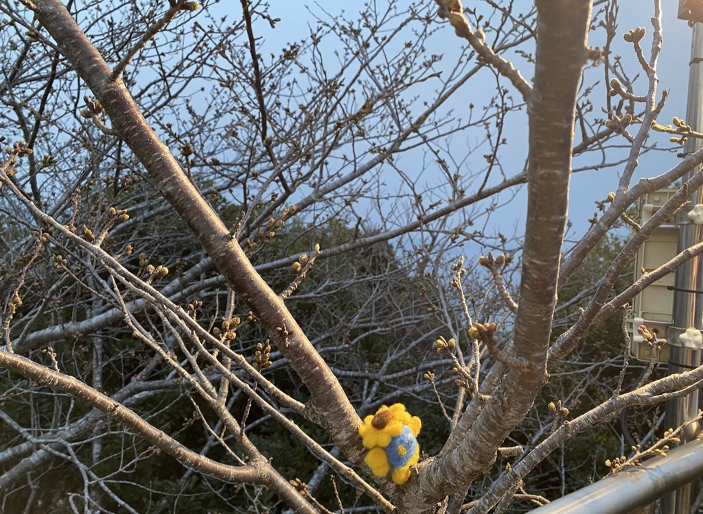 KAMOhimanbou's tweet photo. さくらの日にちなんで行ってきたんぼꕀ🌸 https://t.co/9X4BlNKR9g