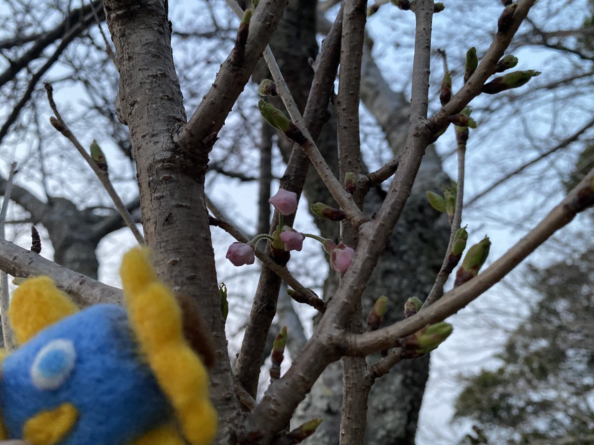 KAMOhimanbou's tweet photo. さくらの日にちなんで行ってきたんぼꕀ🌸 https://t.co/9X4BlNKR9g
