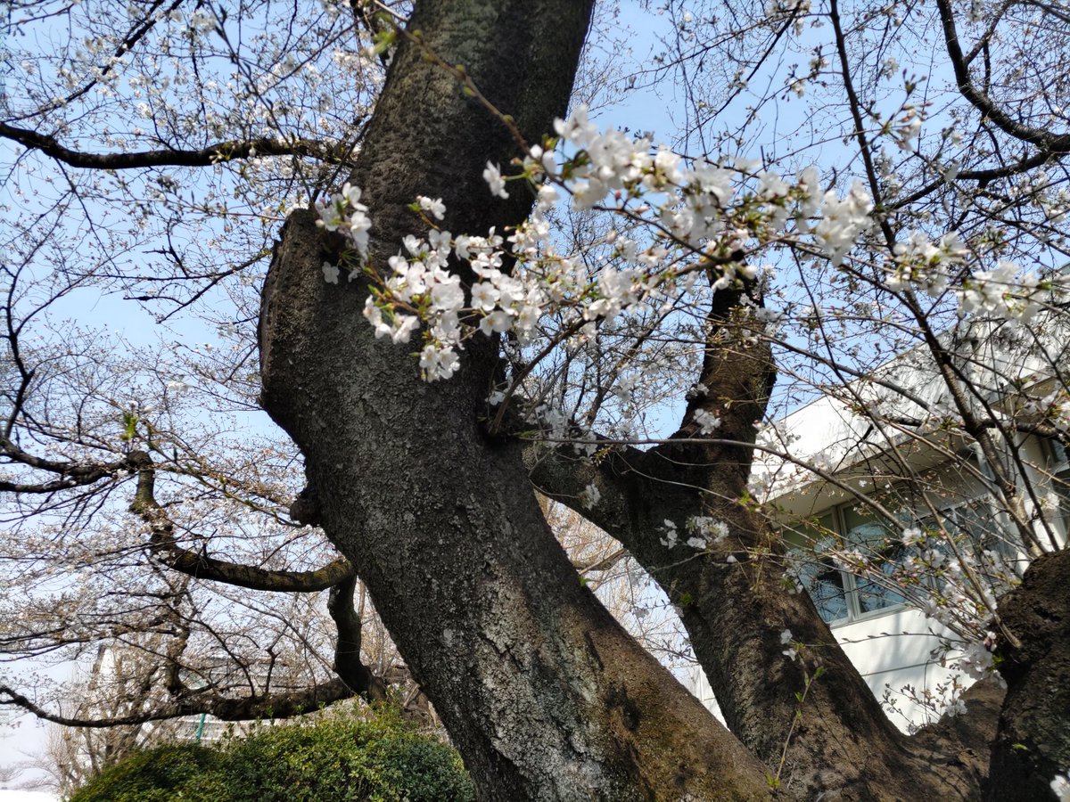 理研和光の染井吉野も咲き始めました。なお、3/29(土)は桜の一般開放を行います。開放時間は13-16時ですので、どうぞおいでください。
riken.jp/pr/news/2025/2…