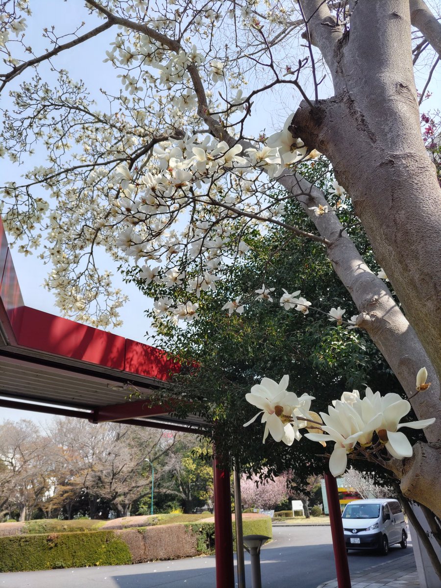 RIBF's tweet photo. 他にも白赤の木蓮、コブシ、仁科知花などが咲いています。 https://t.co/EWLN0K7mEs