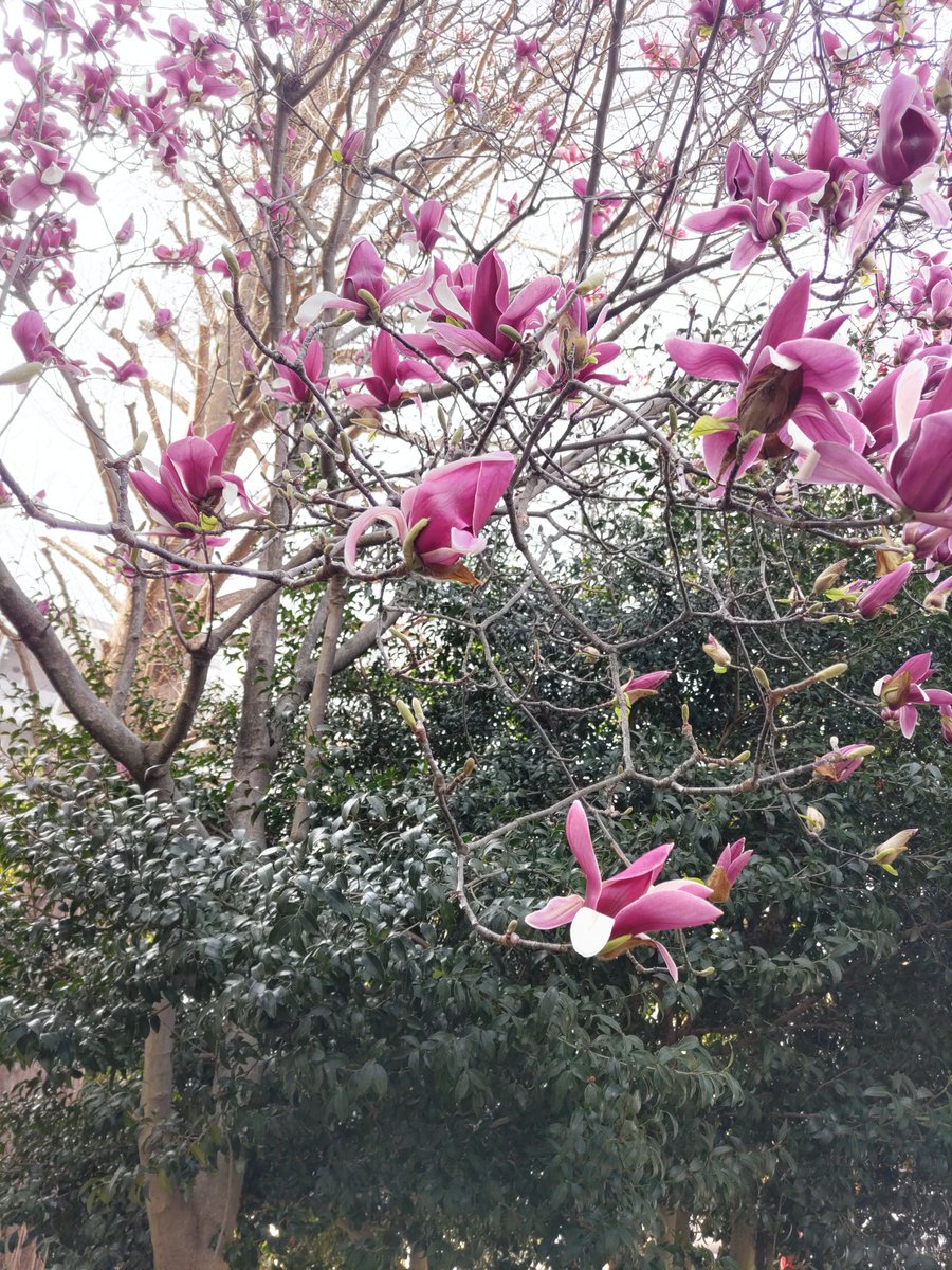 RIBF's tweet photo. 他にも白赤の木蓮、コブシ、仁科知花などが咲いています。 https://t.co/EWLN0K7mEs