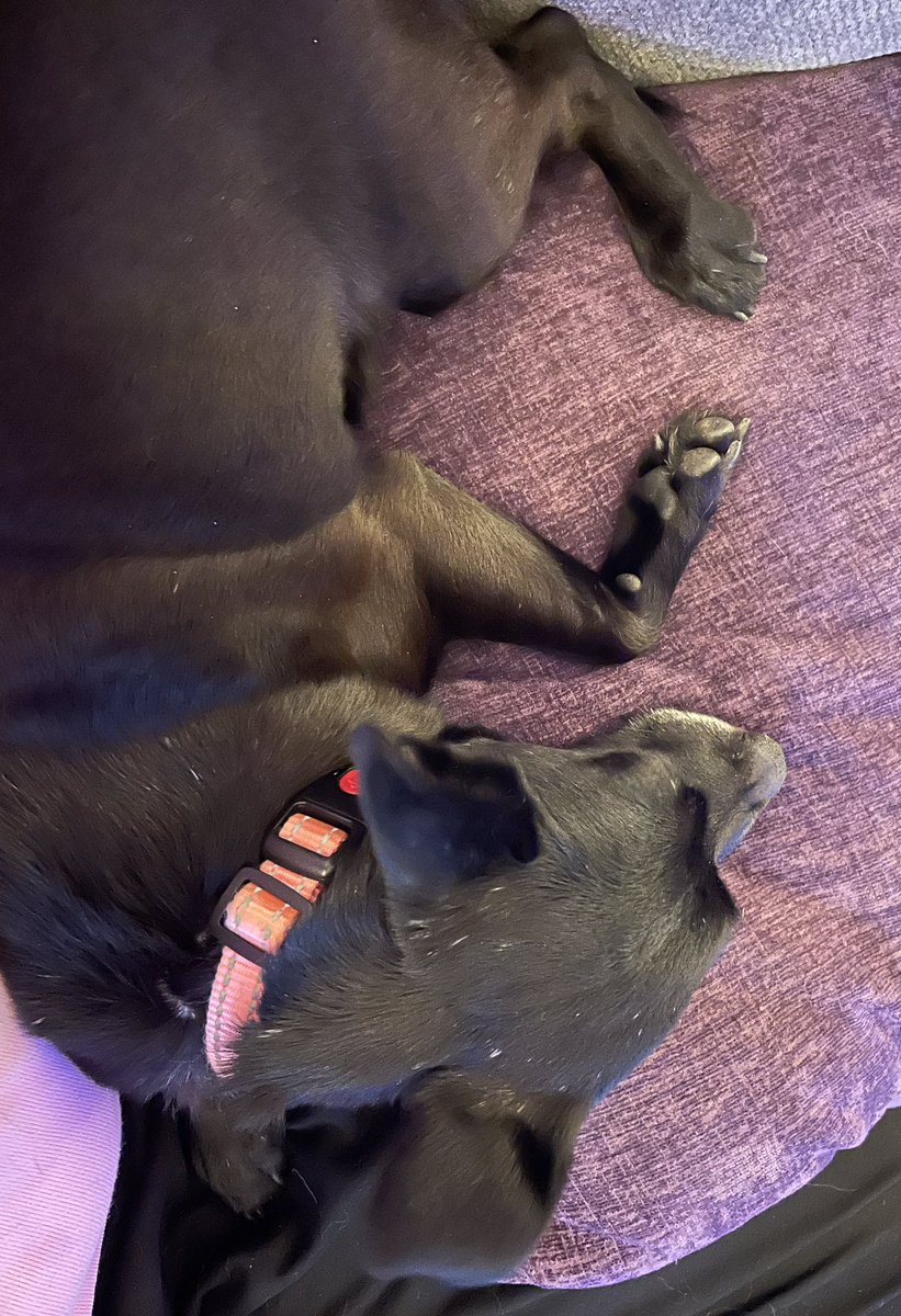 Little foster pup Jasper went to the vet for more tests about his seizures. He’s exhausted and ready for bed. #AdoptMe #adoptdontshop #Chihuahuapup