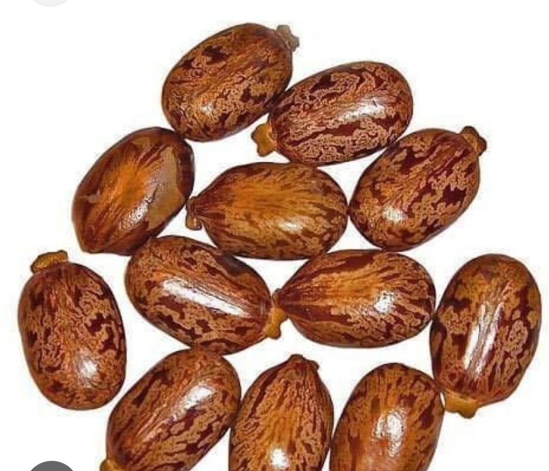 Ricinus communis, the castor bean or castor oil plant, is a species of perennial flowering plant in the spurge family, Euphorbiaceae. It is the sole species in the monotypic genus, Ricinus, and subtribe, Ricininae