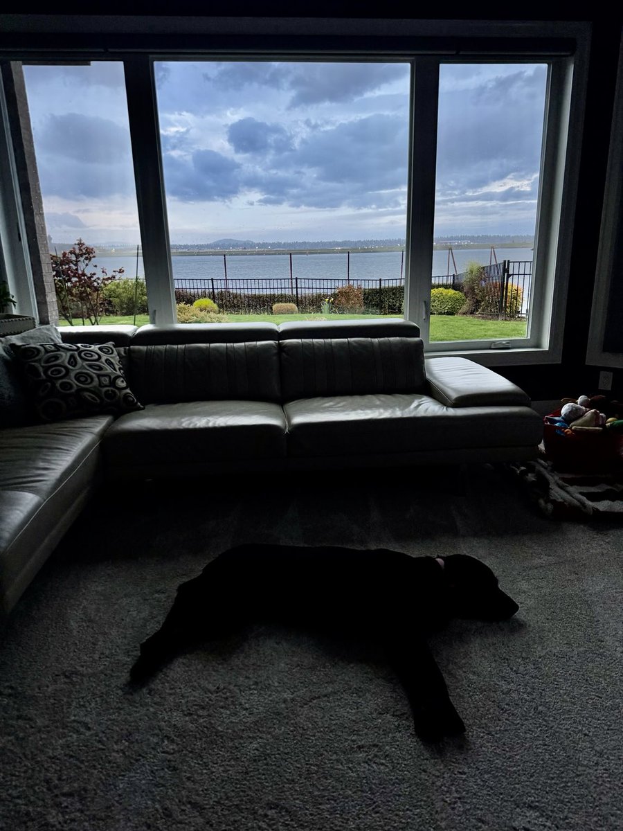 GloriaNelson's tweet photo. My girl Topper does not seem to care about the hail storm headed our way! #labsofX #dogs https://t.co/AhTrFWKxKO