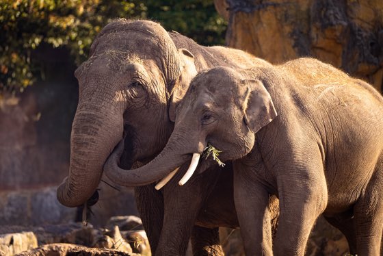 ComparativeCog's tweet photo. The Inhibitory Control session chaired by Mélisande Aellen is about to kick off! Come listen to talks about #DelayGratification and #InhibitoryControl in Asian Elephants, and #MotorInhibition in Herring Gulls! #CO3_2025 https://t.co/ClFfODpFSF