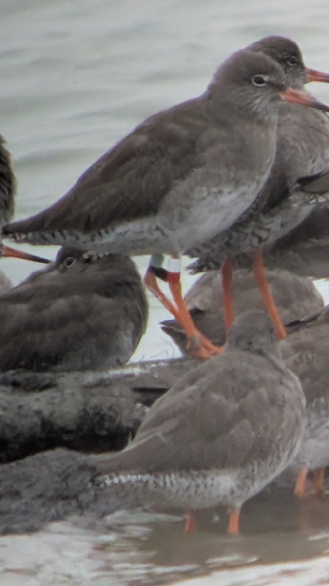 Richard du Feu (@richarddufeu) on Twitter photo If there is one individual bird that highlights how important colour ringing and reading is it's this Redshank at <a href="/RSPBLeightonM/">RSPB Leighton Moss</a> this morning. I see it every spring. I also see it every September in Lincolnshire where it moults. If there is one individual bird that highlights how important colour ringing and reading is it's this Redshank at <a href="/RSPBLeightonM/">RSPB Leighton Moss</a> this morning. I see it every spring. I also see it every September in Lincolnshire where it moults.