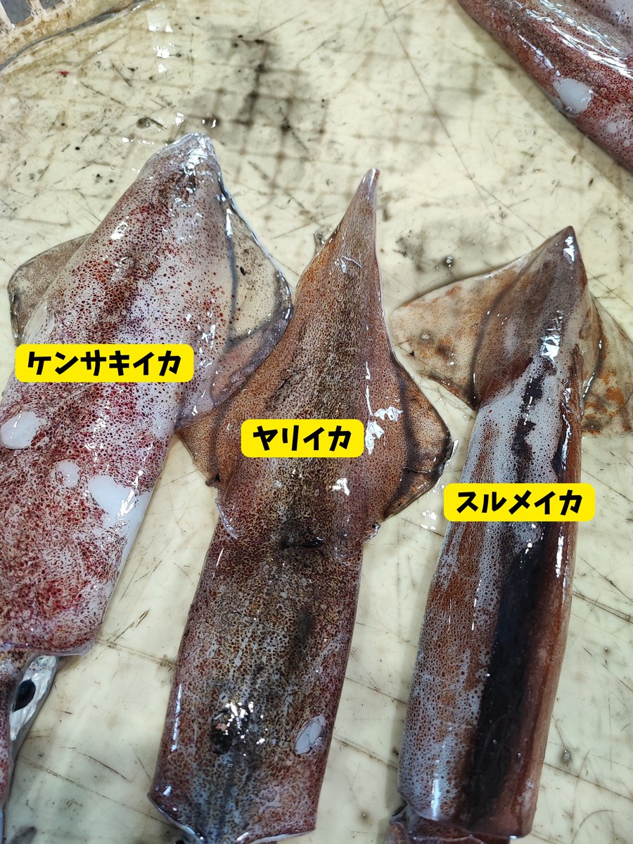 スルメ・イカ様 ZX-14R/ZZR1400対応 COBイカリング | lalumiere