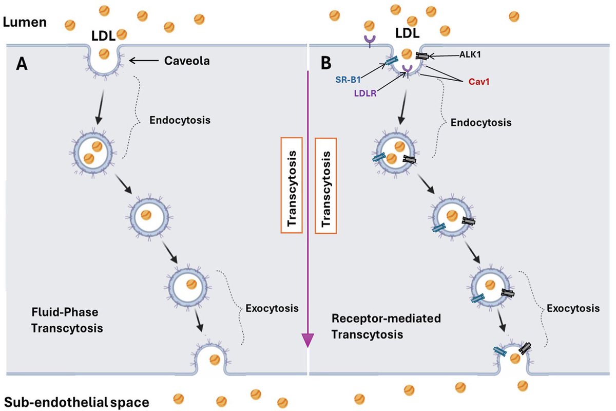 Transcytosis of LDL Across Arterial Endothelium: Mechanisms and Therapeutic Targets
<a href="/atvbahajournals/">ATVB: An AHA Journal</a> <a href="/lipidmir/">LipidMIR</a> 
ahajournals.org/doi/10.1161/AT…