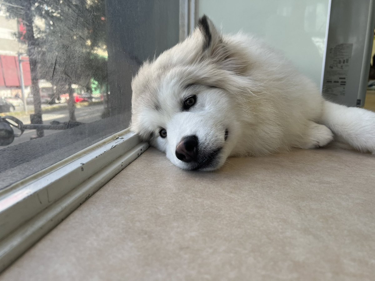 【モフれる大型犬たちのカフェ moffle】に行ってきました〜〜🐶✨✨✨

まだ子犬なのでわんぱくで可愛かったです😍🌟
大きくなった頃にまた遊びに行きたいです〜☘️（ｶﾂｵ）

#モフれる大型犬たちのカフェ
#福岡