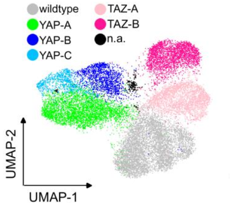 Bernhard Schermer (@bernhardscherm1) on Twitter photo 🎉🥳NOW ONLINE: Our #snRNAseq study on #YAP and #TAZ in #podocytes🐙
THANKS to <a href="/LiobaEster/">Lioba Ester</a> & <a href="/InsCabrita3/">Inês Cabrita</a> & the team (including <a href="/MrsEvaW/">Eva Wiesner</a> <a href="/hecheeee/">He Chen</a> <a href="/PaDiefen/">Paul Diefenhardt</a> <a href="/frarom76/">francesca fabretti</a>) & to incredibly thorough reviewers at #JASN <a href="/asnpublications/">ASN Publications</a>!
journals.lww.com/jasn/abstract/…
#kidney #health #science 🎉🥳NOW ONLINE: Our #snRNAseq study on #YAP and #TAZ in #podocytes🐙
THANKS to <a href="/LiobaEster/">Lioba Ester</a> & <a href="/InsCabrita3/">Inês Cabrita</a> & the team (including <a href="/MrsEvaW/">Eva Wiesner</a> <a href="/hecheeee/">He Chen</a> <a href="/PaDiefen/">Paul Diefenhardt</a> <a href="/frarom76/">francesca fabretti</a>) & to incredibly thorough reviewers at #JASN <a href="/asnpublications/">ASN Publications</a>!
journals.lww.com/jasn/abstract/…
#kidney #health #science