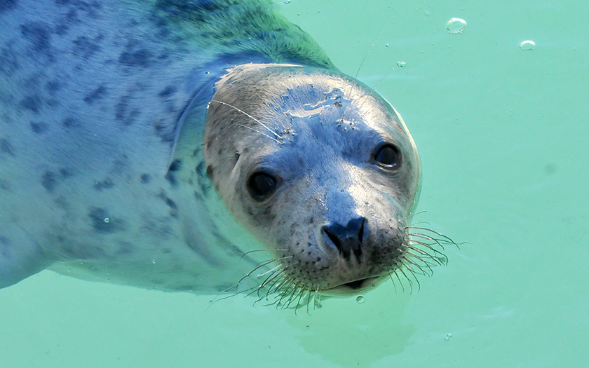 Elf jaar geleden kwam zeehond Hummel 🦭 als huiler in de opvang. Onlangs is hij overleden bij Engeland en werd hij herkend aan zijn flippermerk. Lees het weblog van dierverzorger Lisanne die hem als klein zeehondje nog heeft verzorgd: ecomare.nl/verdiep/blog/b…