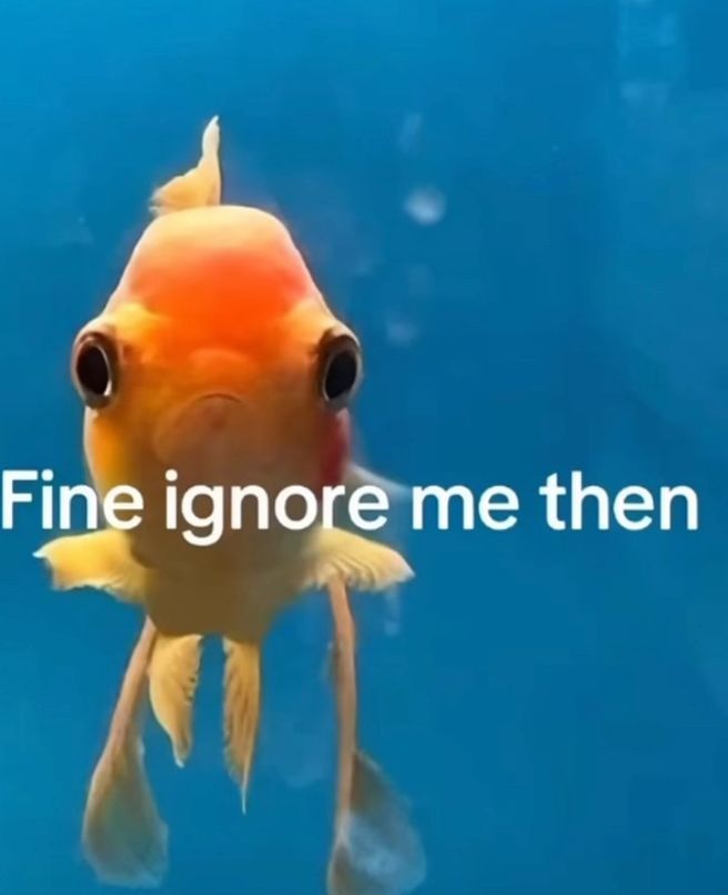 🕐HOURLY🕑 shitpost (@hourly_shitpost) on Twitter photo 