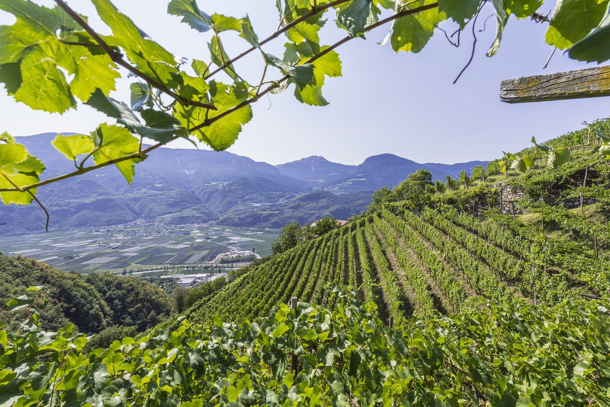 WineNewsIt's tweet photo. Ecco #TerlanerPrimo Grande Cuvée 2022: il vino più prestigioso di #CantinaTerlano, nato dall’annata 2011 e che anno dopo anno raccoglie l’essenza dai terreni vulcanici di #Terlano e la esprime nelle varietà di #PinotBianco, #Chardonnay e #SauvignonBlanc. Oggi questa cuvée è non solo emblema della filosofia enologica di #CantinaTerlano, ma anche un simbolo dei grandi bianchi italiani nel mondo. #KlausGasser, direttore con formazione enologica, sottolinea che “grazie al nostro lungimirante enotecnico Sebastian Stocker, abbiamo ereditato #annatestoriche fin dal 1893, capaci di farci comprendere il grande potenziale del nostro territorio per vini complessi e longevi. Con #RudiKofler abbiamo, poi, deciso di mettere in bottiglia un grande #biancoitaliano con un eccellente potenziale di #invecchiamento. Una sfida ambiziosa: far dialogare la nostra identità storica con una visione rivolta al futuro. Nasce così “Primo”, il miglior risultato della storica Cuvée Terlaner, un vino estremo che, al tempo stesso, esprime l’eleganza di Terlano”. “Proseguire nella realizzazione di una cuvée”, afferma il direttore tecnico ed enologo #RudiKofler, “è stata una scelta sicuramente coraggiosa e in controtendenza rispetto alla storia dei vini bianchi italiani”