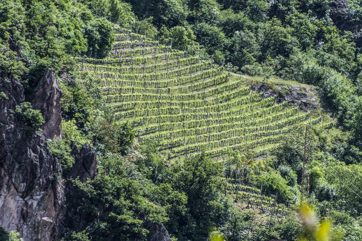 WineNewsIt's tweet photo. Ecco #TerlanerPrimo Grande Cuvée 2022: il vino più prestigioso di #CantinaTerlano, nato dall’annata 2011 e che anno dopo anno raccoglie l’essenza dai terreni vulcanici di #Terlano e la esprime nelle varietà di #PinotBianco, #Chardonnay e #SauvignonBlanc. Oggi questa cuvée è non solo emblema della filosofia enologica di #CantinaTerlano, ma anche un simbolo dei grandi bianchi italiani nel mondo. #KlausGasser, direttore con formazione enologica, sottolinea che “grazie al nostro lungimirante enotecnico Sebastian Stocker, abbiamo ereditato #annatestoriche fin dal 1893, capaci di farci comprendere il grande potenziale del nostro territorio per vini complessi e longevi. Con #RudiKofler abbiamo, poi, deciso di mettere in bottiglia un grande #biancoitaliano con un eccellente potenziale di #invecchiamento. Una sfida ambiziosa: far dialogare la nostra identità storica con una visione rivolta al futuro. Nasce così “Primo”, il miglior risultato della storica Cuvée Terlaner, un vino estremo che, al tempo stesso, esprime l’eleganza di Terlano”. “Proseguire nella realizzazione di una cuvée”, afferma il direttore tecnico ed enologo #RudiKofler, “è stata una scelta sicuramente coraggiosa e in controtendenza rispetto alla storia dei vini bianchi italiani”