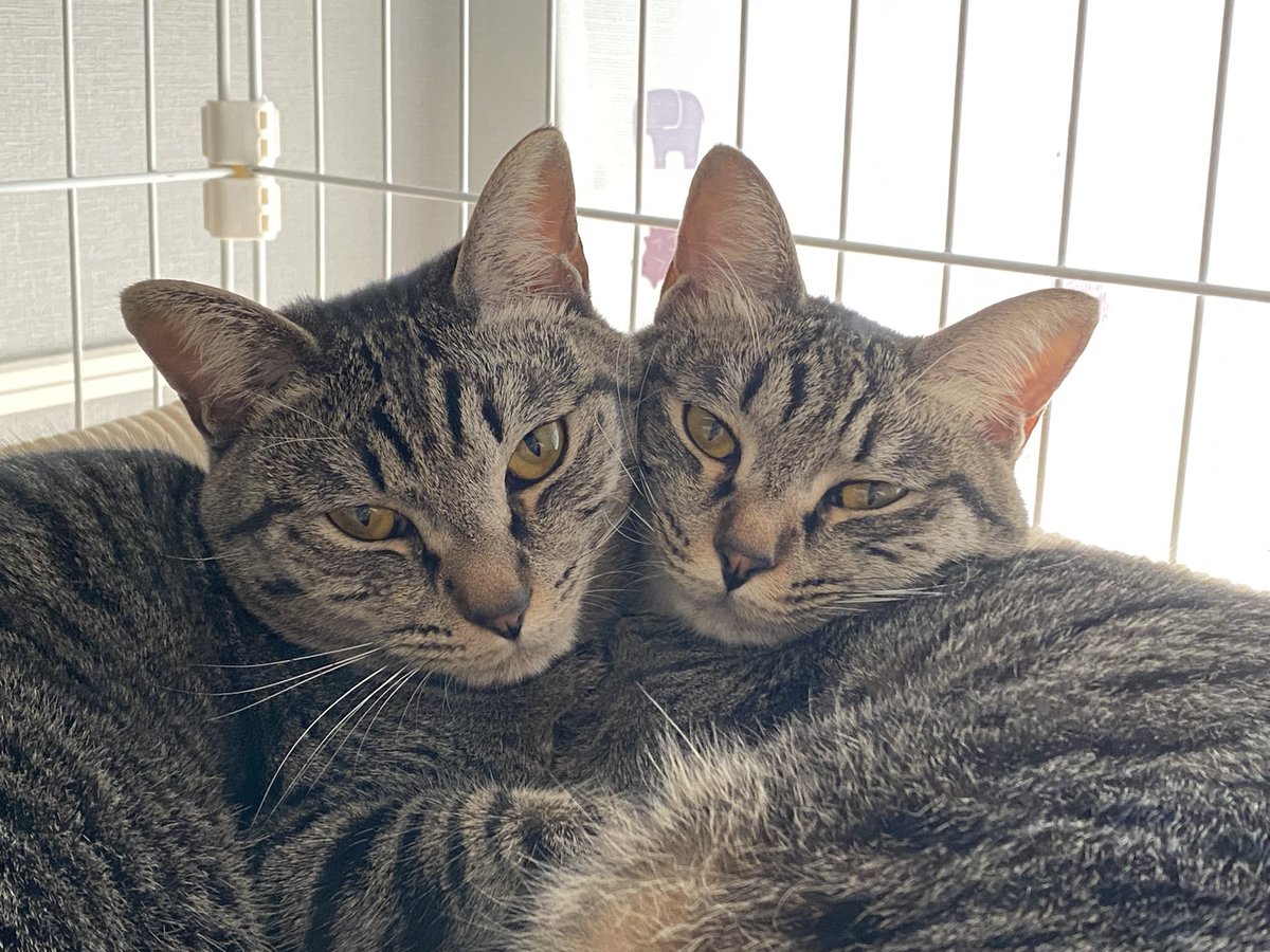 本当はぎんちゃんもっと可愛いんだけど、どうしてもカメラ向けると不機嫌顔になってしまう...