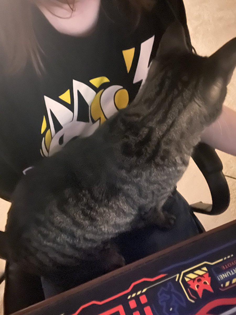 Bo_plap's tweet image. Kitty moment