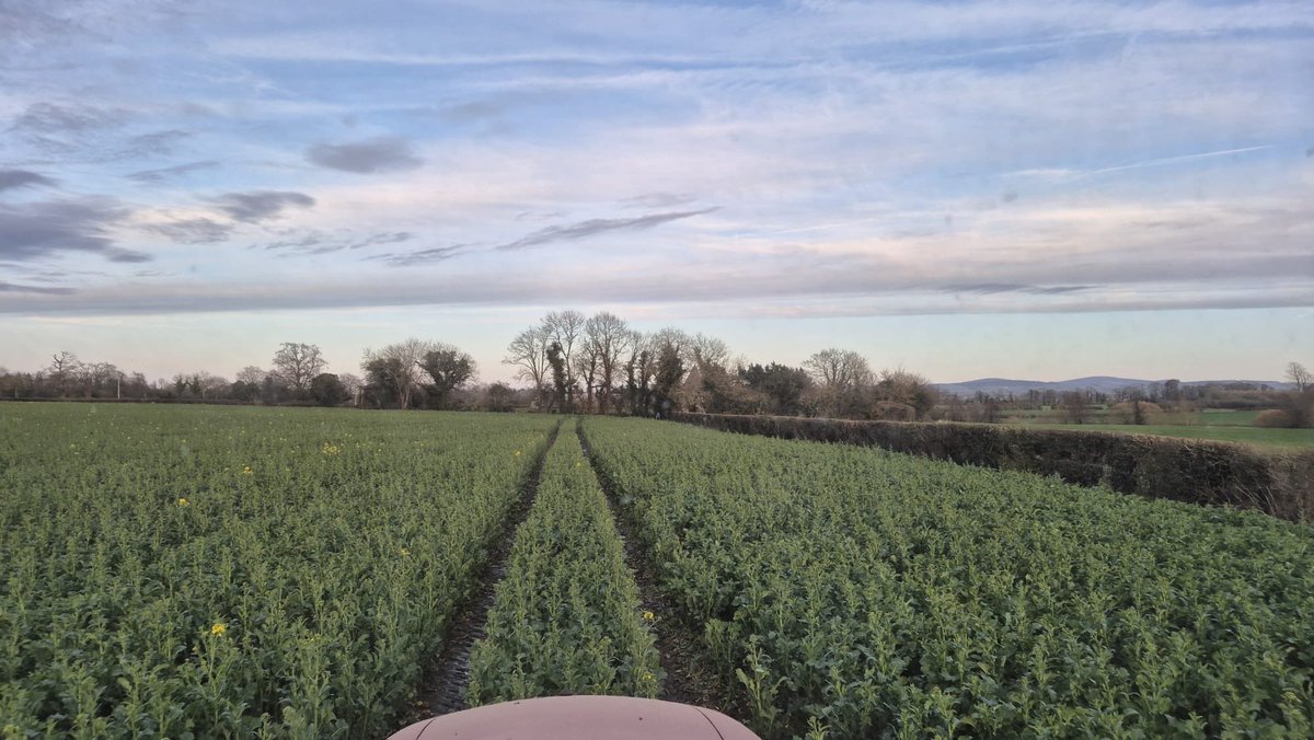 Dermot Campion (@dcampion244) on Twitter photo Crop of LG Armada up to waist height this week in Kildare. So even with nothing missing. Looking forward to see how this does at harvest time <a href="/Goldcrop/">Goldcrop</a> <a href="/John_Dunne_/">John Dunne</a> <a href="/DonieFitz/">Donal Fitzgerald</a> Crop of LG Armada up to waist height this week in Kildare. So even with nothing missing. Looking forward to see how this does at harvest time <a href="/Goldcrop/">Goldcrop</a> <a href="/John_Dunne_/">John Dunne</a> <a href="/DonieFitz/">Donal Fitzgerald</a>