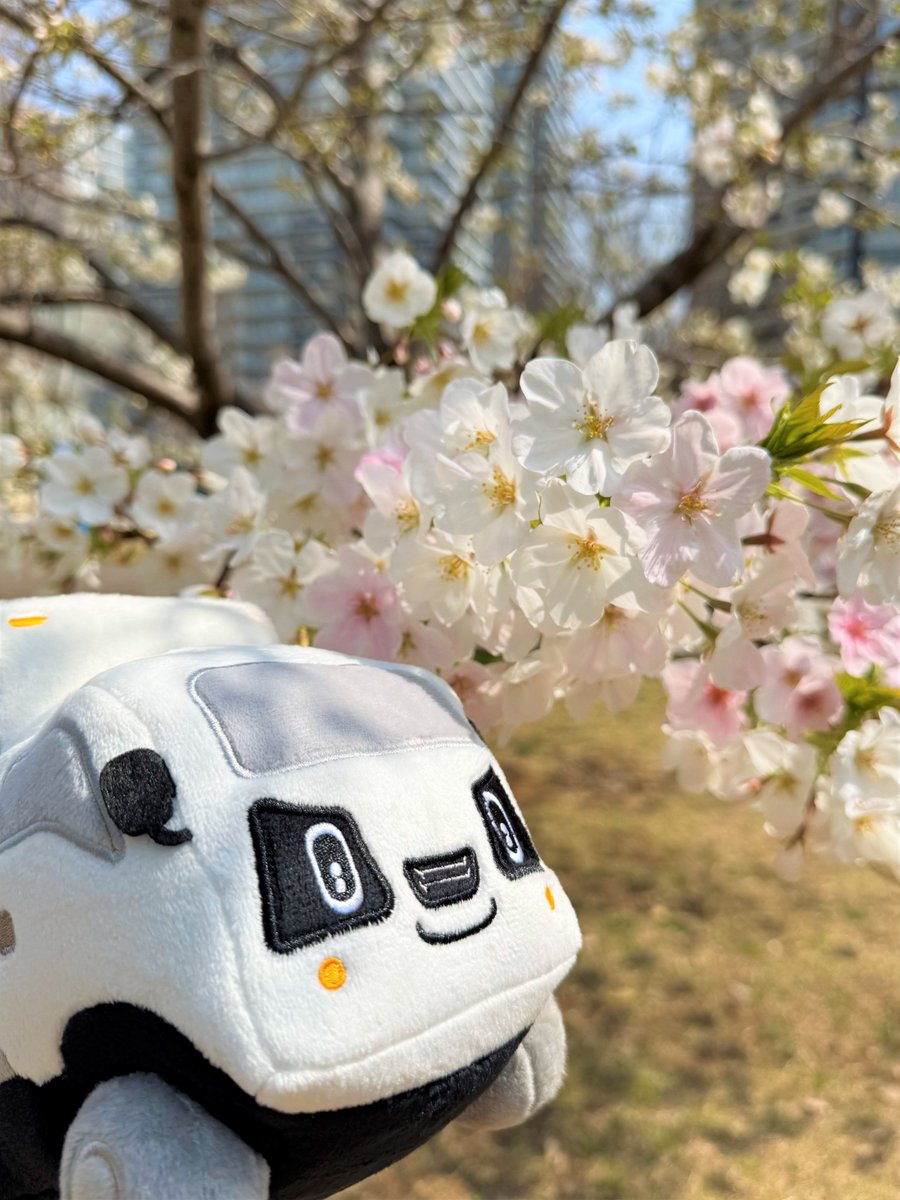 今日はさくらの日。 暖かくなってきたので「とらたんず」のエルフくん